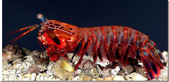 OdontodactylusScyllarus2