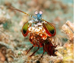 Odontodactylus_scyllarus1