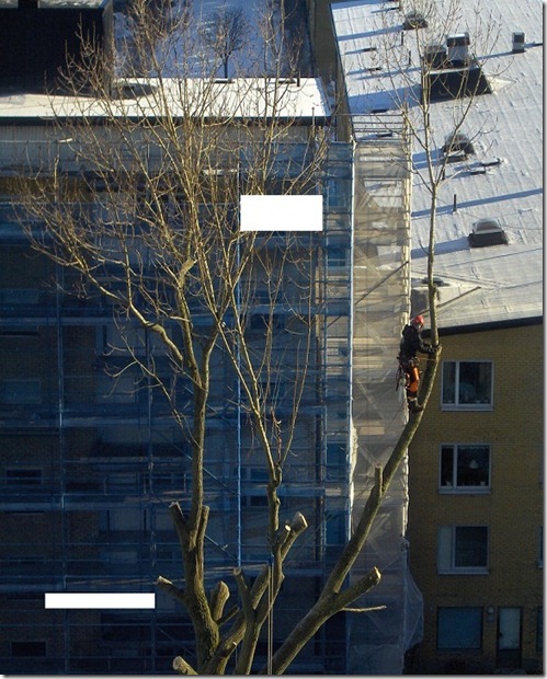 ÁRBOL2