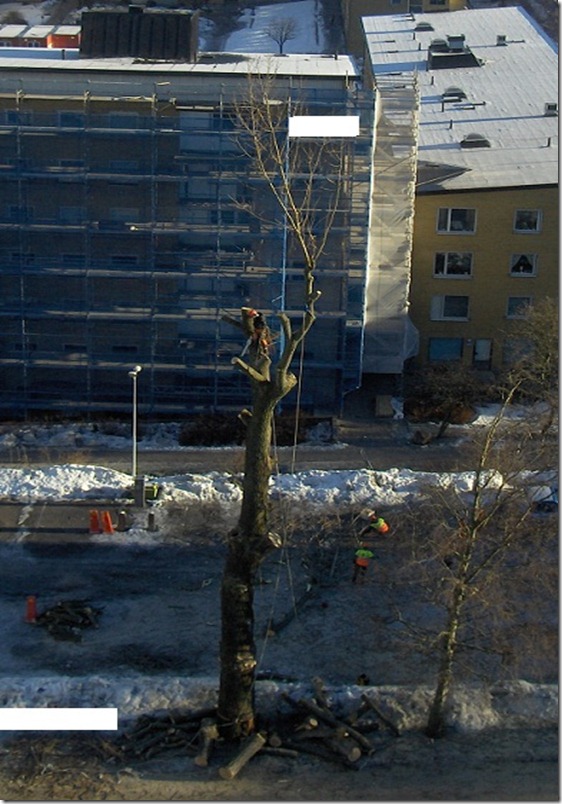 ÁRBOL4