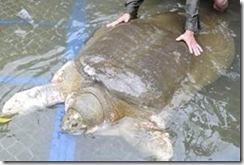 TORTUGA GIGANTE