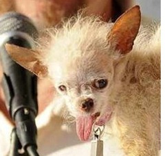 Yoda-Worlds-Ugliest-Dog