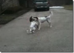 dog-plays-dead1