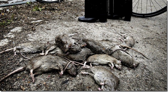 ratas m
