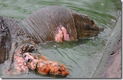 Vietnam Saving Sacred Turtle