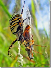Argiope_bruennichi_1