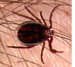 IXODES SP.
