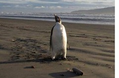 NEW ZEALAND EMPEROR PENGUIN