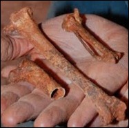 Nullarbor_fossils