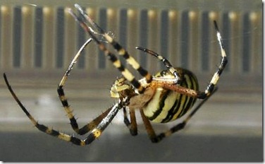 araña tigre