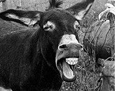 burro