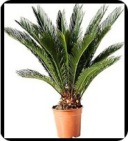 cycas-revoluta-krukvaxt__ikea