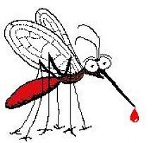 mosquito
