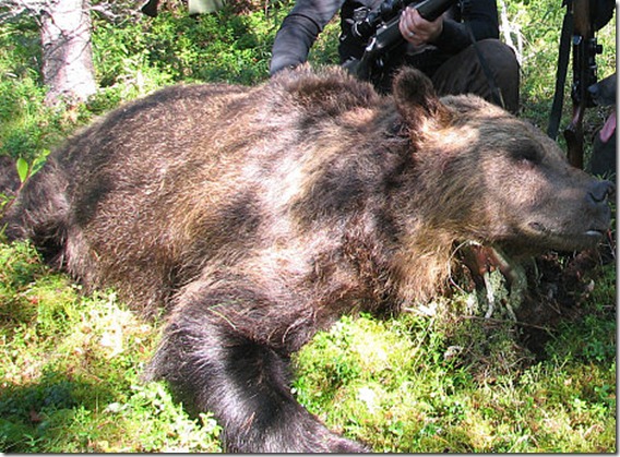 oso 361 kilos kuhmossa finlandia