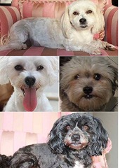 perros ian lazar