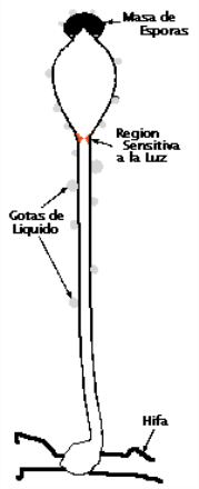 t GUN_SP