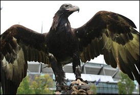 wedge-tailed eagle
