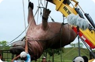 Así capturaron a un hipopótamo escurridizo