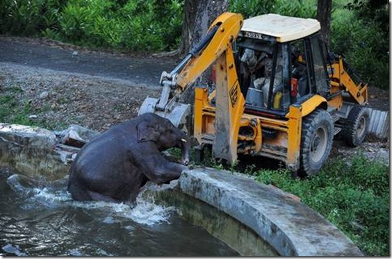 Elefante recibe ayuda en Bengdubi, India