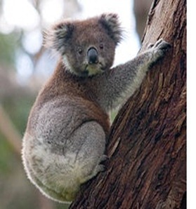 Koala_