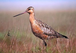 Limosa lapponica