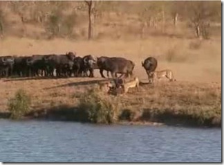batalla en Kruger