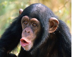 chimpanzee-picture