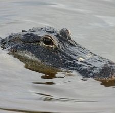 florida-swimming-alligator
