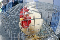 gallo