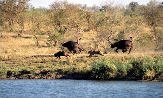 kruger3
