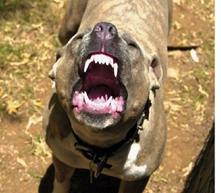 pitbull-hua