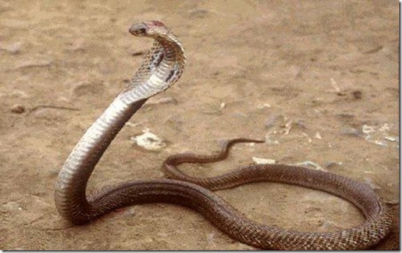 s cobra filipina-