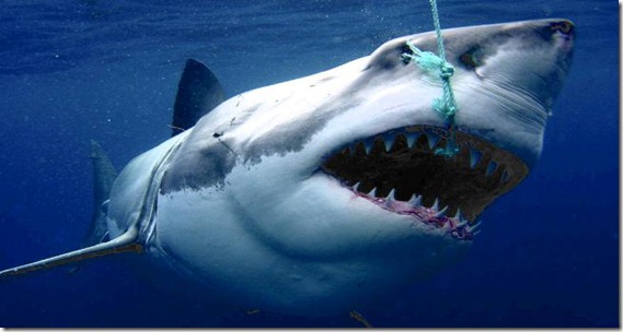 tiburón blanco