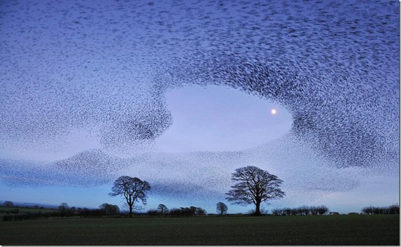 Gretna Green Starlings