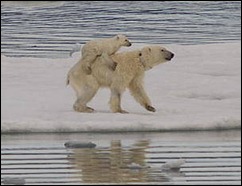 MELTING SEA ICE FORCINNG POLAR BEARS TO SWIM LONGER DISTANCES