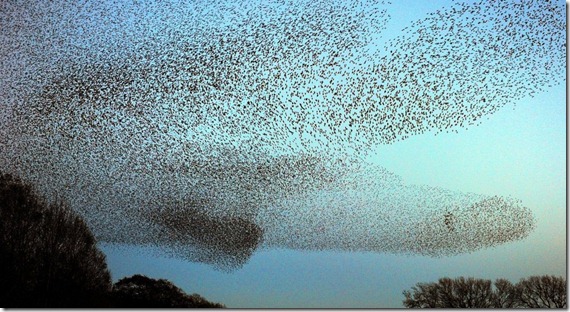 STARLINGS GRETNA ESCOCIA