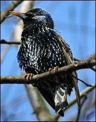 Sturnus_vulgaris