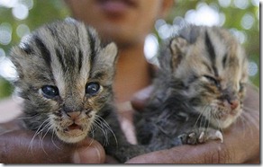 crias leopardo