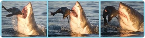 foca1-2-3