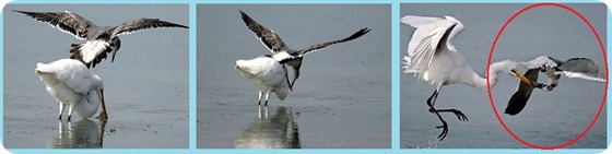 gaviota1
