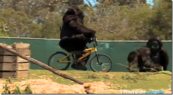 gorilla