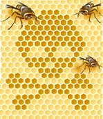 honeybee-1