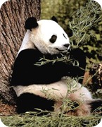 panda