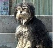 perro esperando en pekín