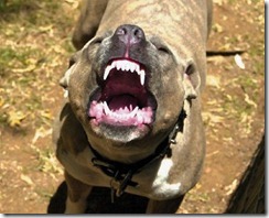 pitbull