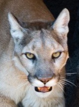 puma-concolor