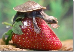 tortuga squirtle  gowinta farms australia