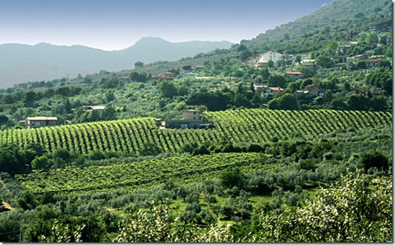 viñedo frascati