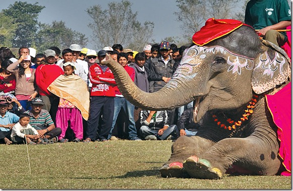 ELEPHANT-BEAUTY-PAGEANT-WIN_2