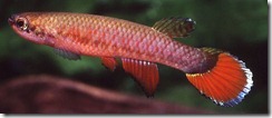 Rivulus_m